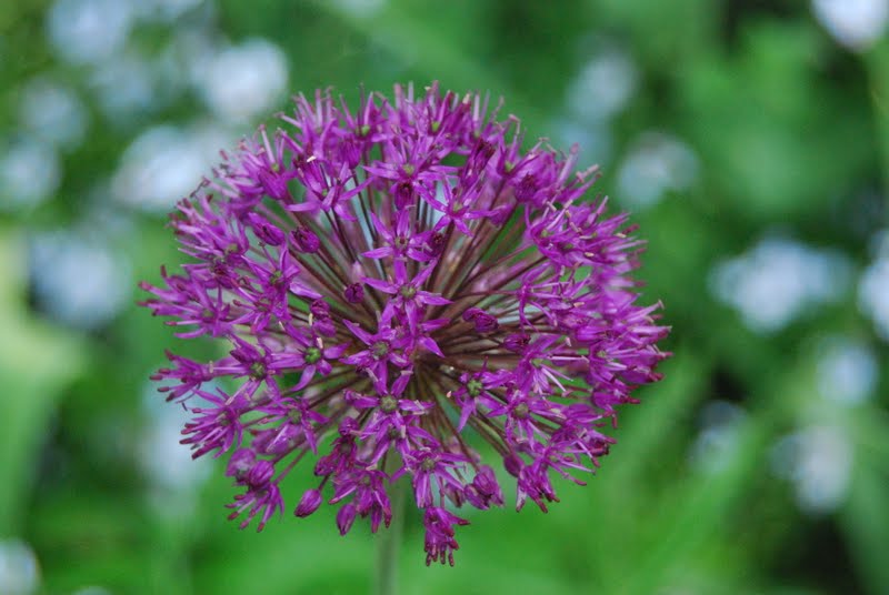 Wife, Mother, Gardener: Allium 'Purple Sensation' on the Front Walk