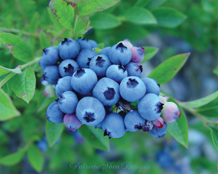 patternpatisserie The various colours of Wild Maine Blueberries