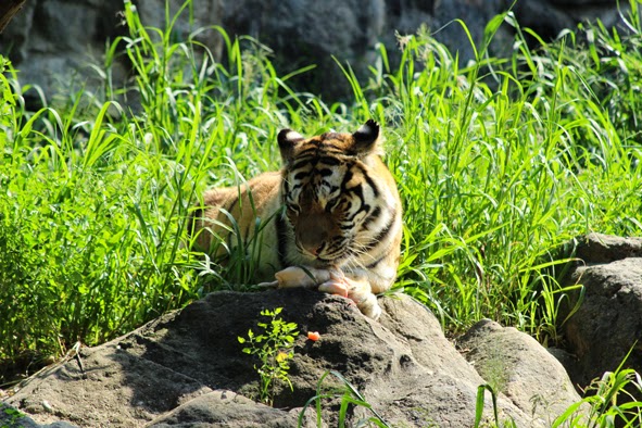 Zoos in Japan: Seoul Zoo (Gwacheon, Republic of Korea)