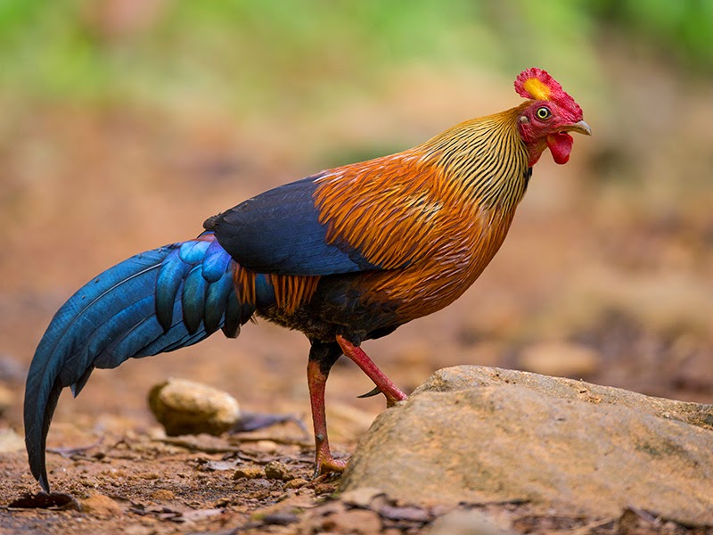 4 Jenis Ayam Hutan Langka - Informasi Cara Budidaya dan Ternak