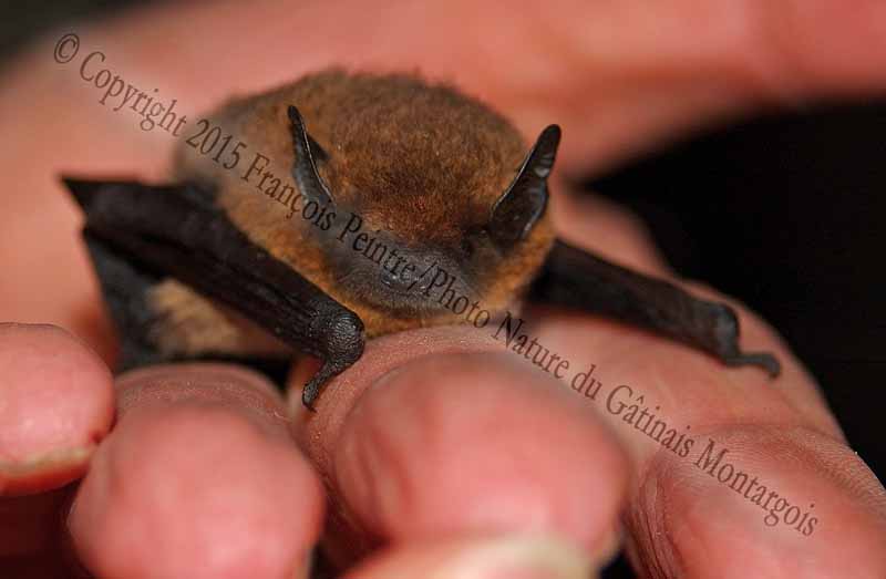 Pipistrelle commune