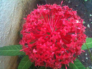 red ixora flower in full bloom