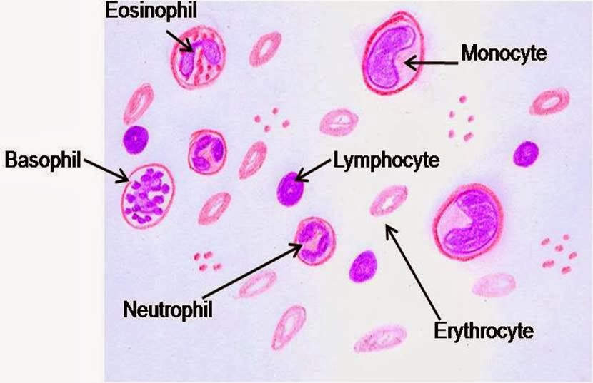 Blood Smear Histology Labeled