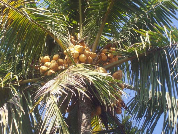 Bagian dari pohon kelapa yang dapat diolah menjadi minuman segar dan menyehatkan adalah