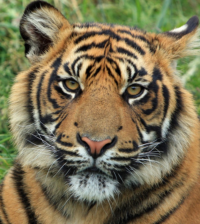 Tarver Tiger Trait Videos
