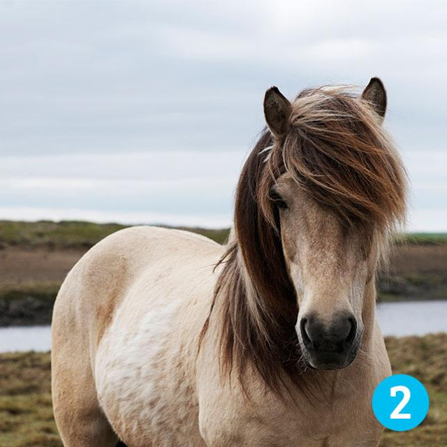 Test: ¿Cuál caballo es el  que más te gusta? El que selecciones te dirá tu fortuna