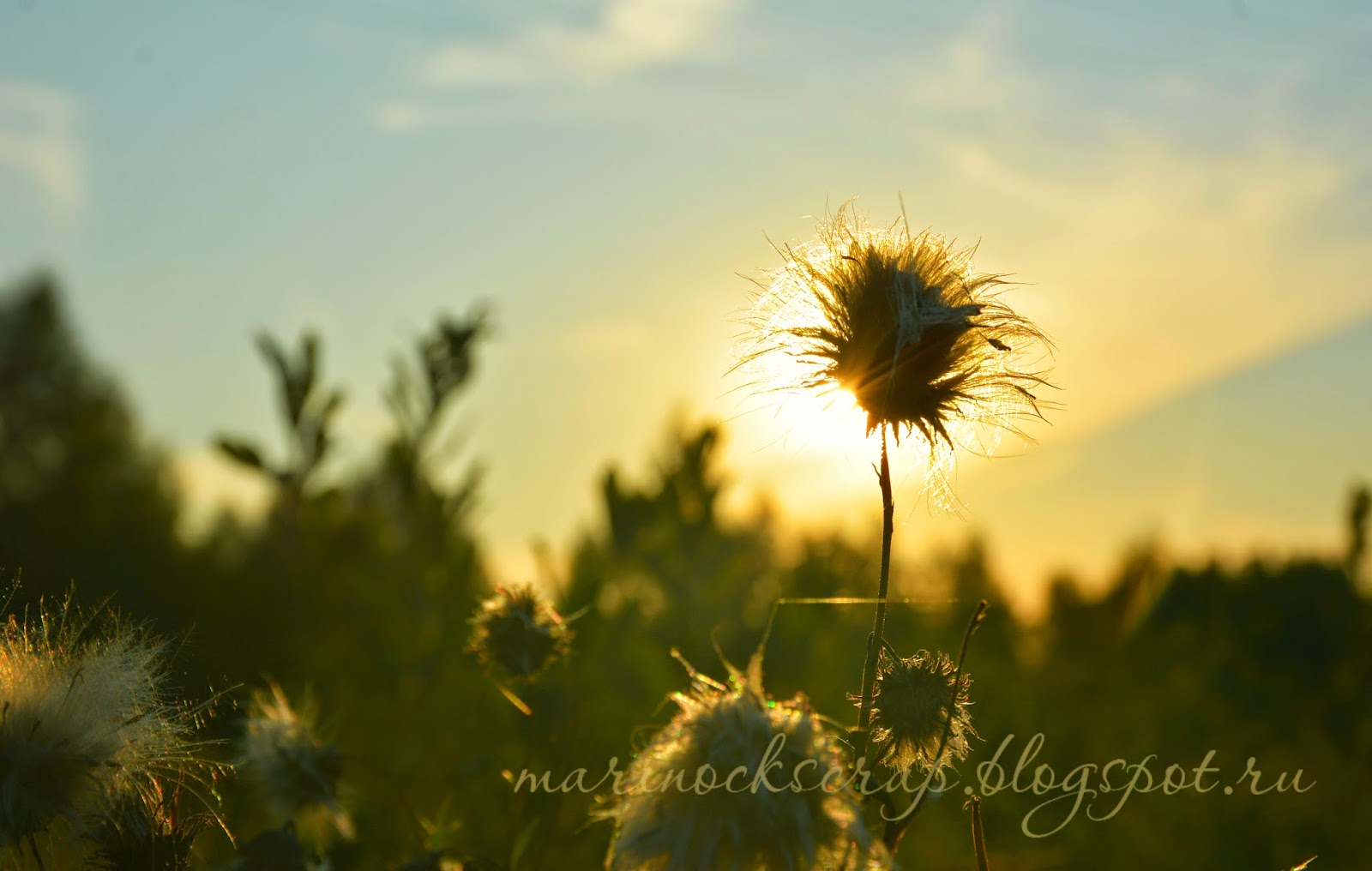 луч солнца золотового. золотое солнце. луч солнца исполнитель. лучи солнца. луч солнца золотого.