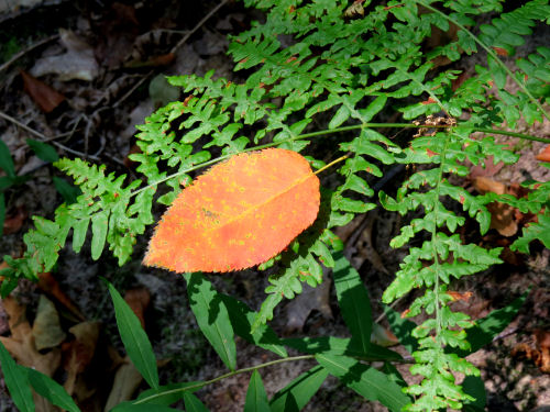 orange leaf on green fern