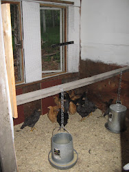 alaska homemade chicken winter coop chickens chicks finished yard