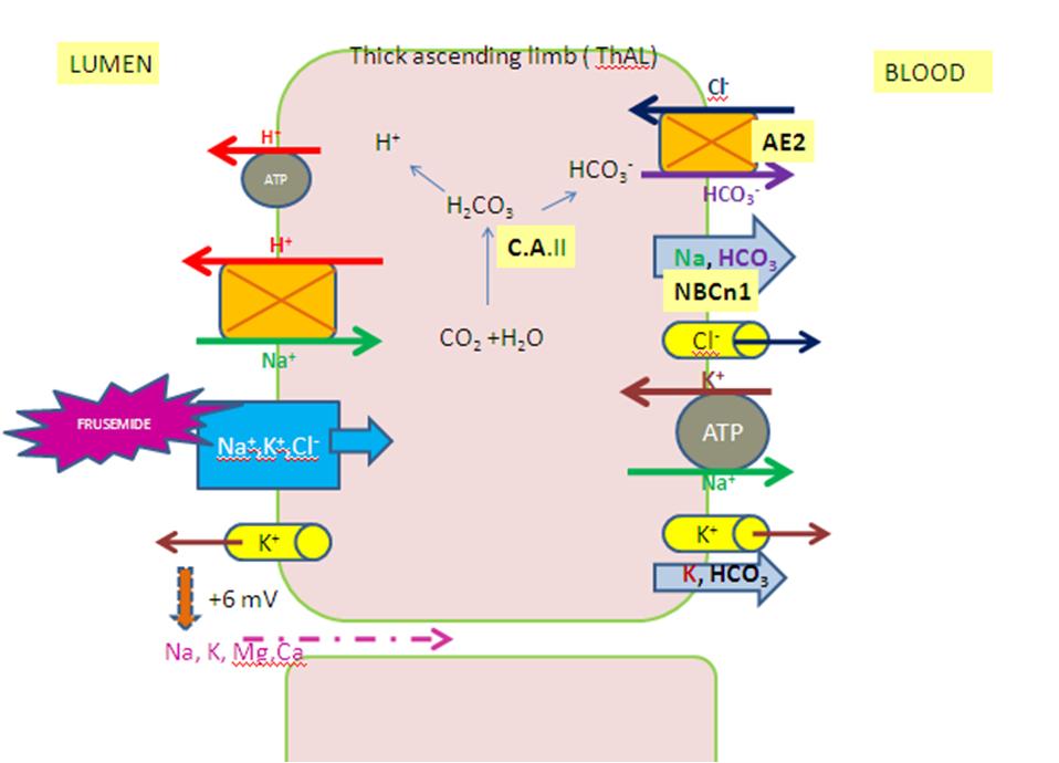 Poorveez Paradyz:Medimuseion : Kidney and acid base physiology:part 2