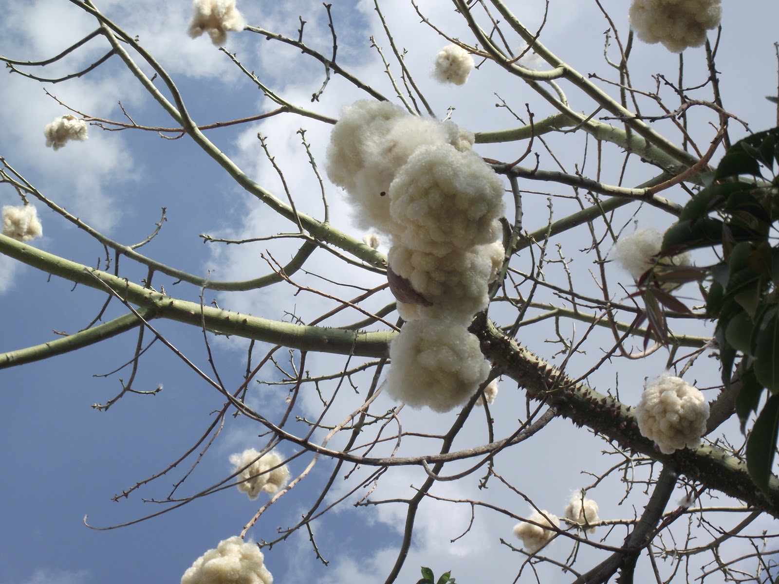 Pete and Elva's Excellent Trips TROPICAL TREES