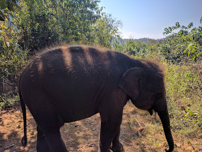 Runzelfuesschen Elternblog Elephant Rescue Park Chiang Mai mit Kind Erfahrung