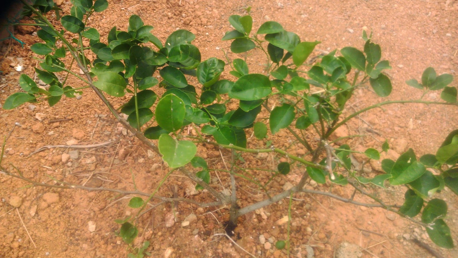 Panglima Sintok: Mini Taman Herba