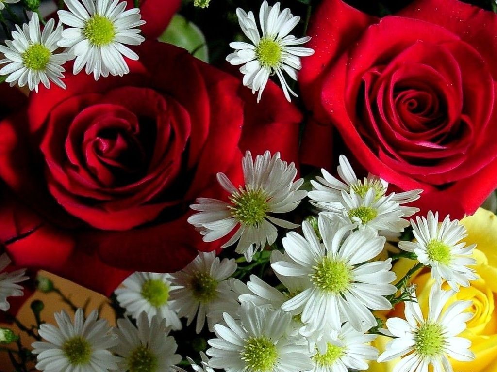 Red Rose Flowers Wallpapers - Entertainment Only