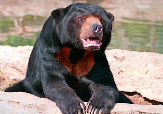 Gambar Beruang Madu fauna khas Bengkulu