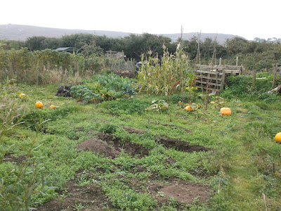 Clearing Ground on the Allotment