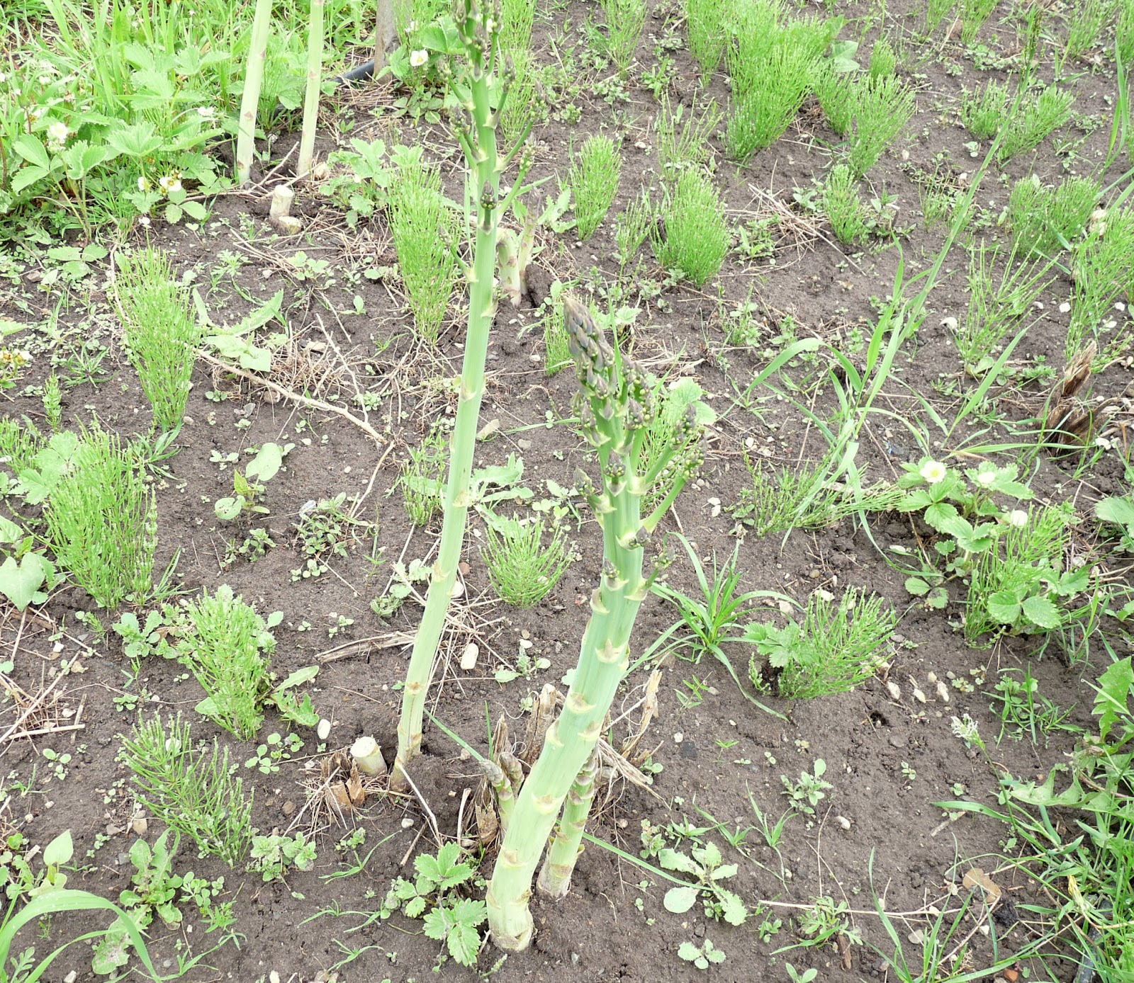 Seasonal Ontario Food: Growing Asparagus Seasonal Ontario Food: Growing Asparagus Planting Asparagus In The Fall