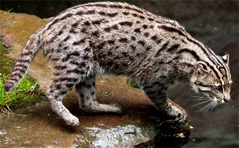 Kucing Bakau Makhluk Loreng Yang Gemar Menyelam Re Tawon