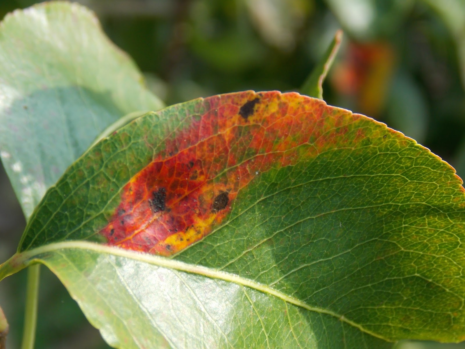 La rouille grillagée du poirier
