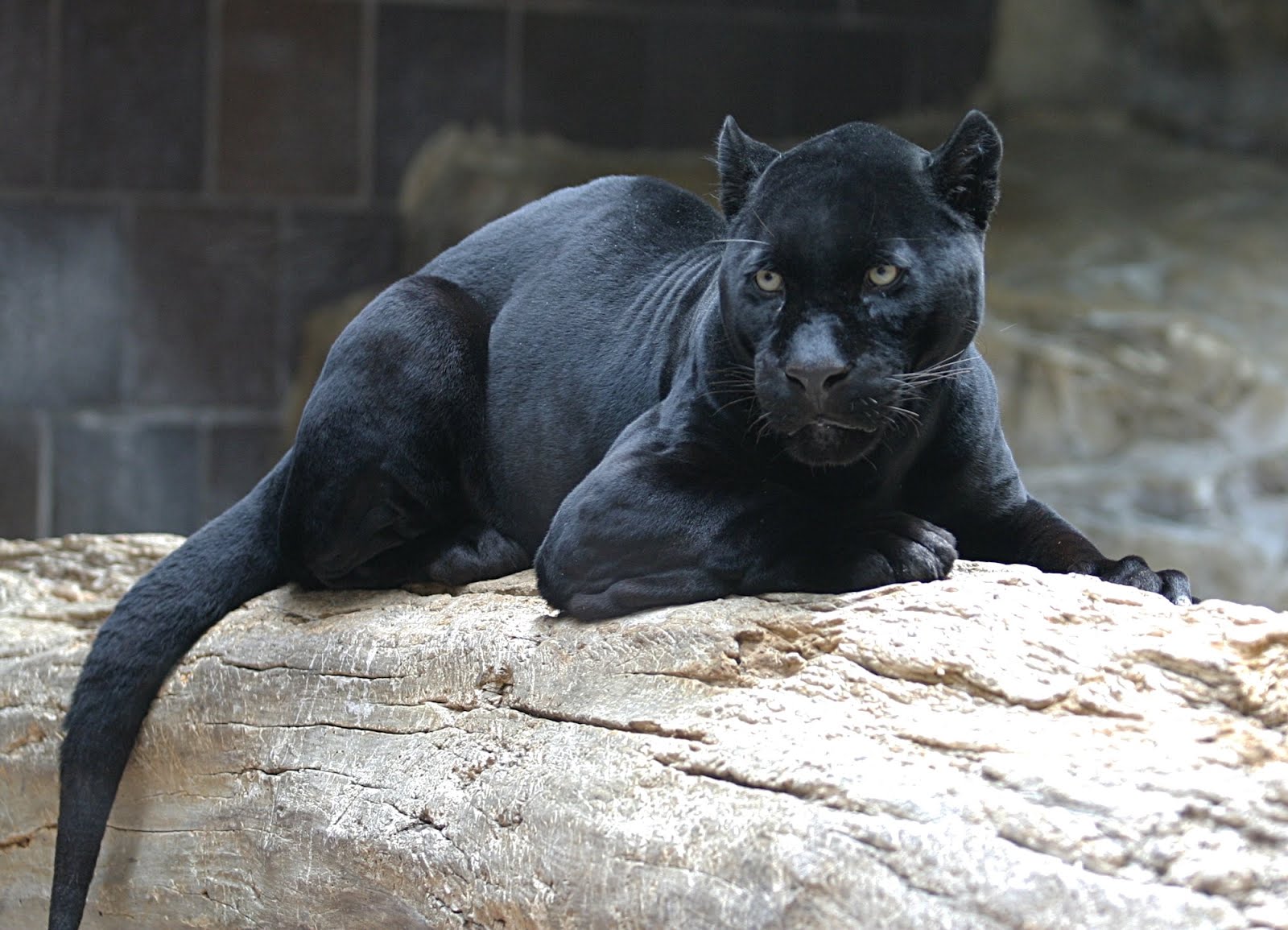 black puma cat