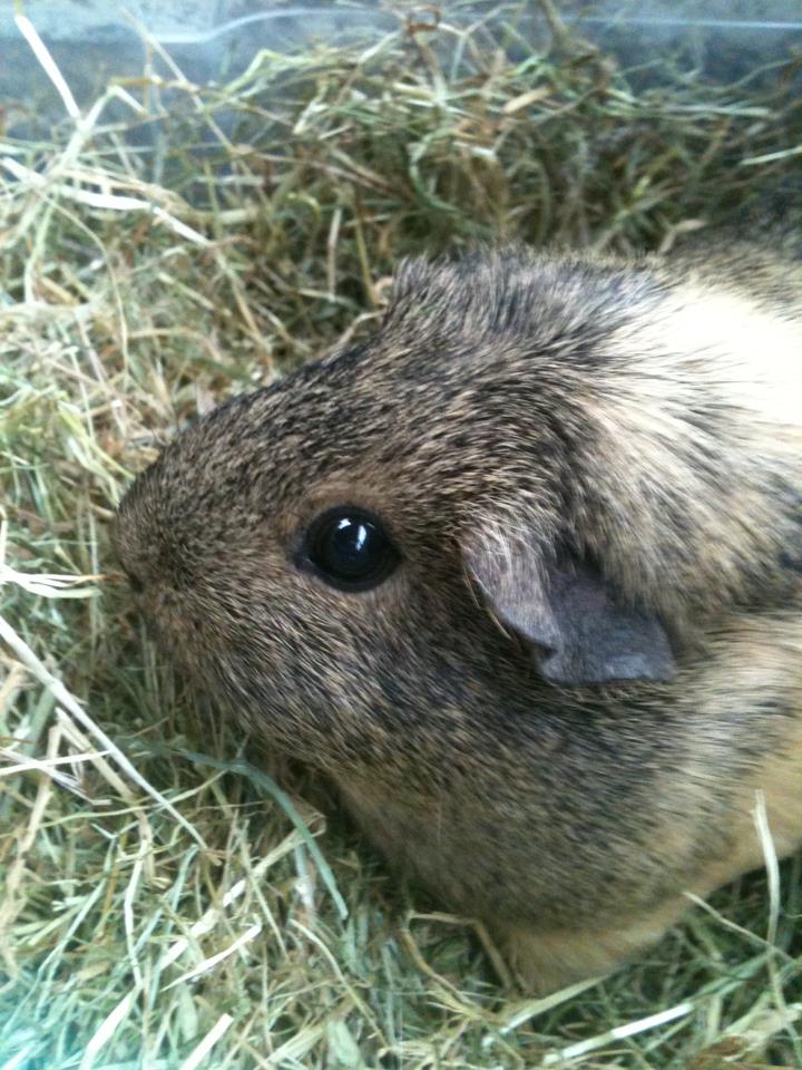 Guinea Pig Info & Advise: Hello Guys