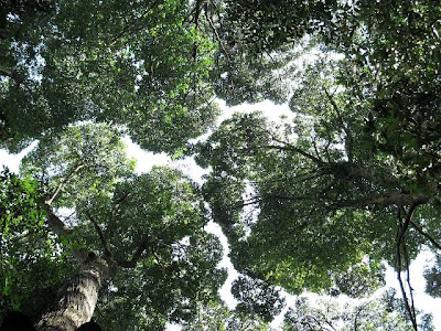 Forest canopy viewed from below