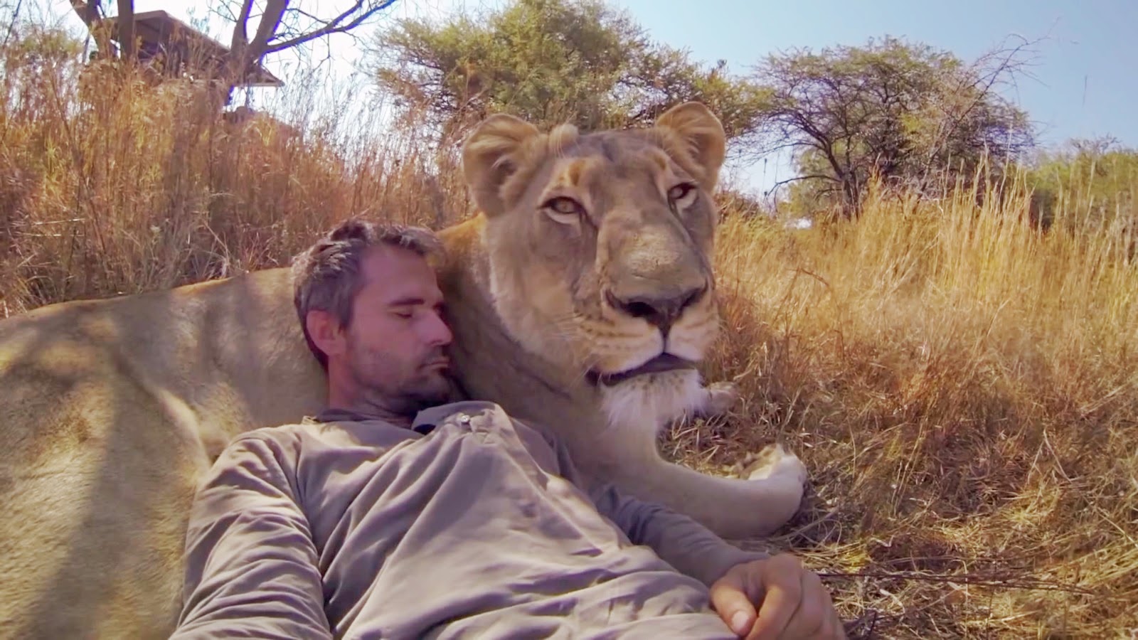 Man Tries to Hug a Wild Lion, You Won’t Believe What Happens Next!