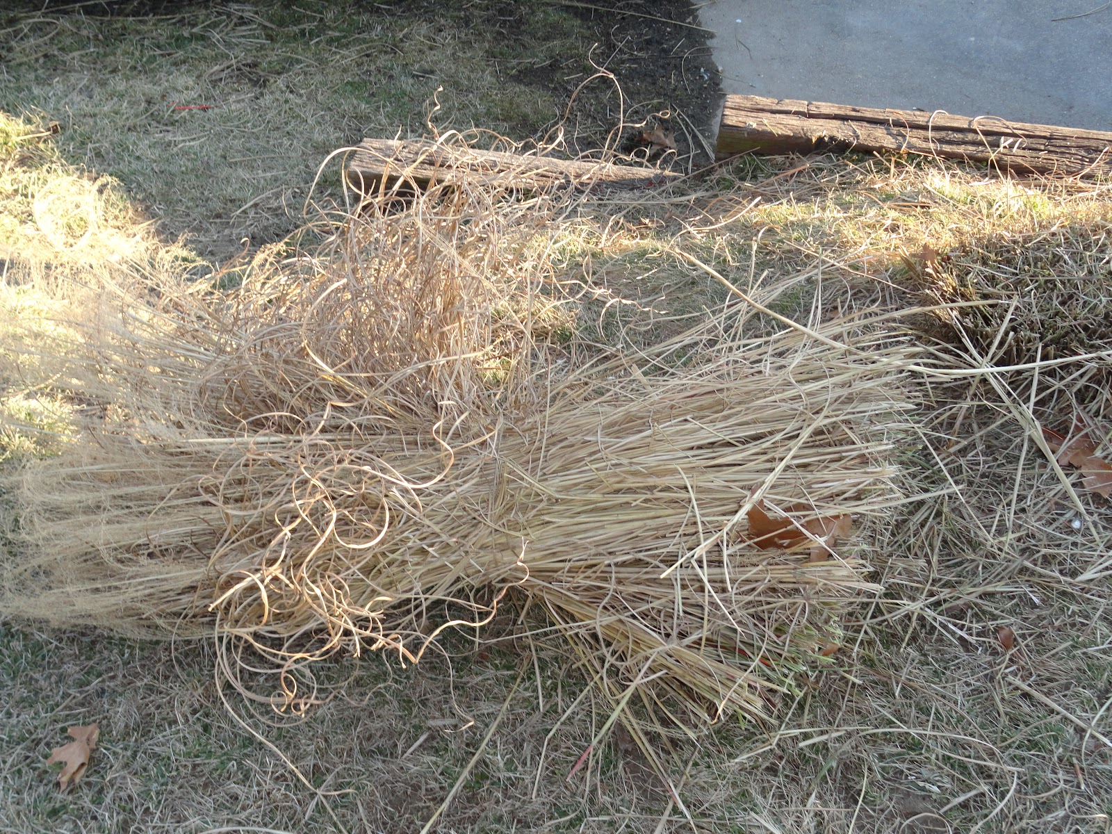 Baxter St. Gardener Cutting back the Pampas Grass for next summer's growth