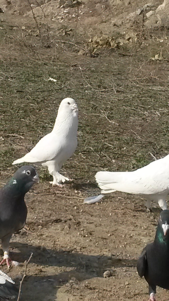 Zırhlı Şami Güvercin