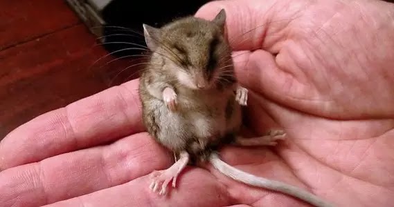 El ratón Pilgrim. Encontrado con pata lastimada.