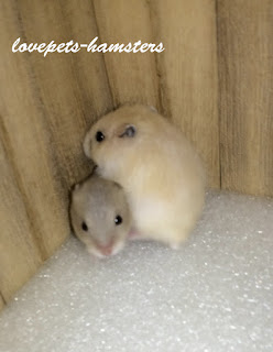 yellow pudding hamster