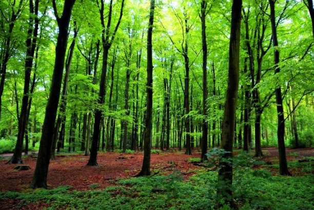 Pidato Tentang Lingkungan Hijau Go Green Mas Roziq Blog