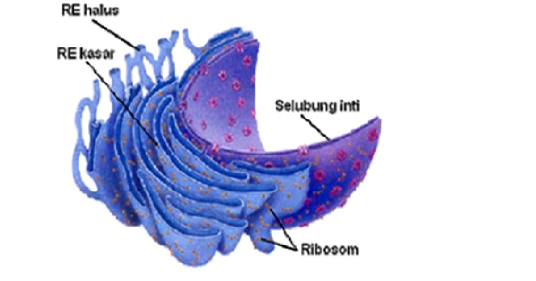 All about Biology Makalah Retikulum  Endoplasma  Ribosom