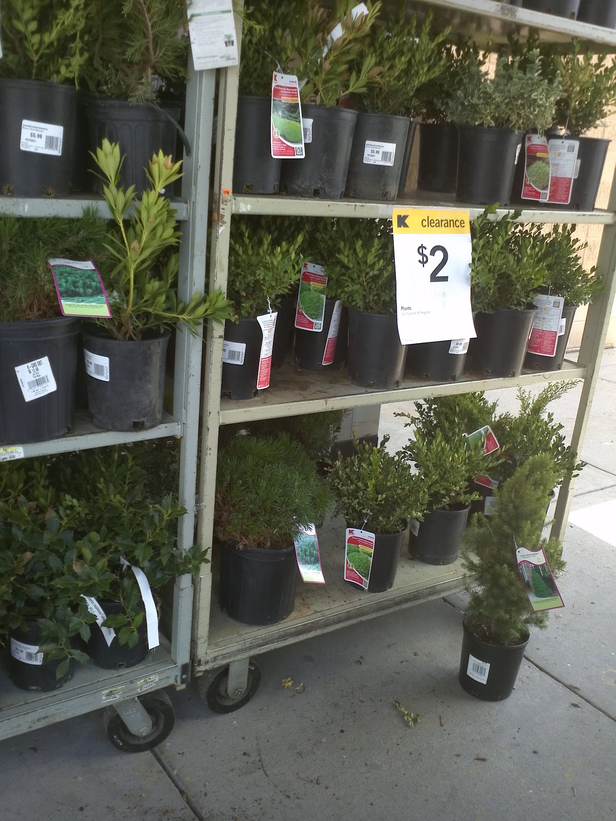 Seeking Simple in the Suburbs Clearance Shrubs at KMart on Wanamaker
