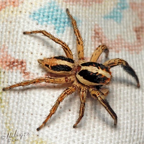 Biodiversidad Costa Granadina y (Fauna): Araña saltadora (Plexippus