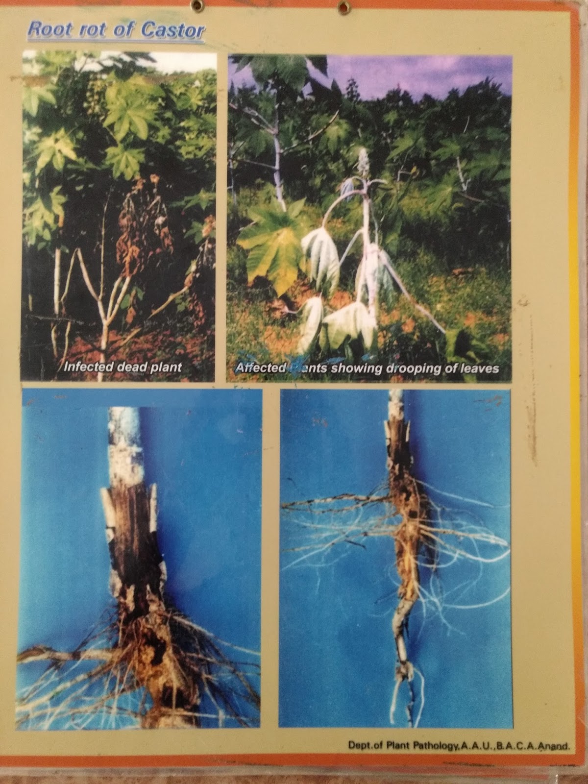 ID BuDDy PLANT PATHOLOGY Disease of Field Crops and Their Management