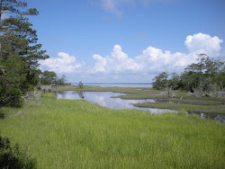 North Carolina Salt Marsh