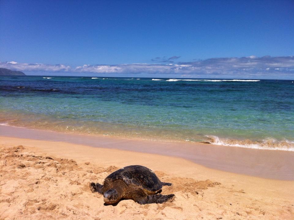 Пляж черепах на шри ланке. Черепаший пляж Шри Ланка. Хиккадува Шри Ланка Черепаший пляж. Пляж Хиккадува Шри Ланка черепахи. Черепахи Шри Ланка Turtle Beach.