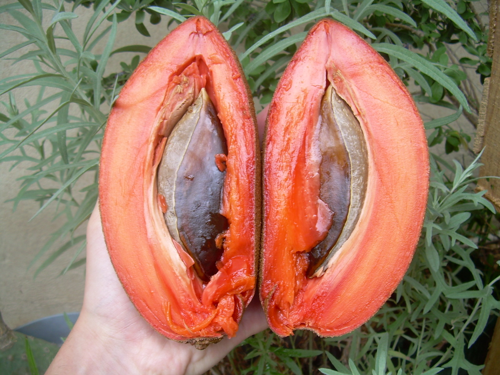 What Is Mamey Sapote | 9 Types of Sapote Fruits (Id & Images) – KDMW