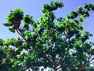 Tropical Shady Tree Terminalia Catappa At Labuhan Aji Beach, Temukus Village, North Bali, Indonesia