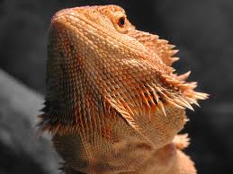 bearded-dragon-youtube/bearded-dragons-rock.jpg