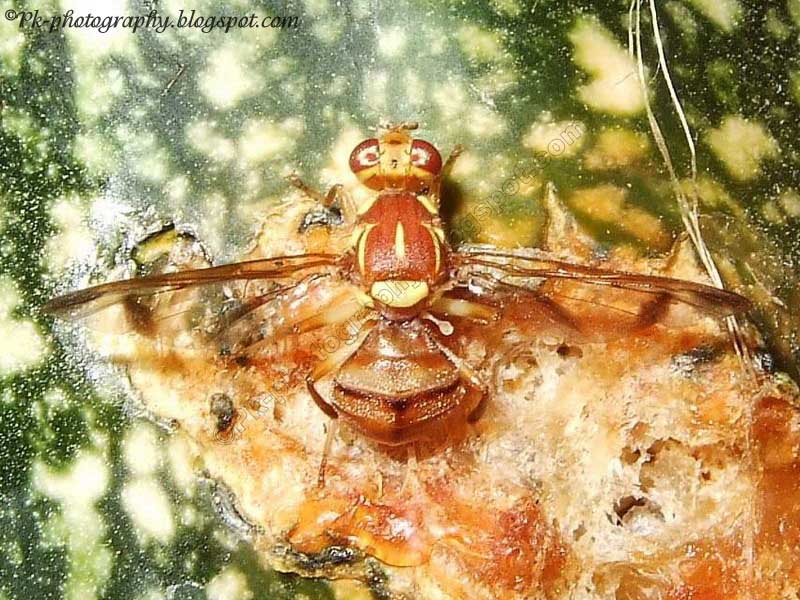 Melon FlyBactrocera cucurbitae Nature, Cultural, and Travel