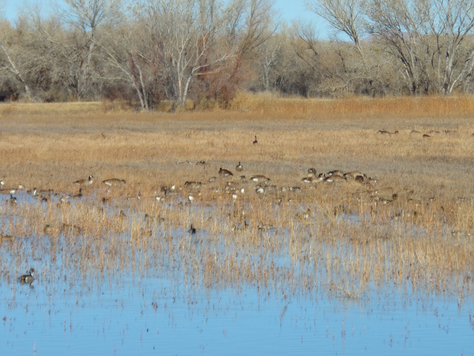 Bosque Del Apache National Wildlife Refuge, New Mexico