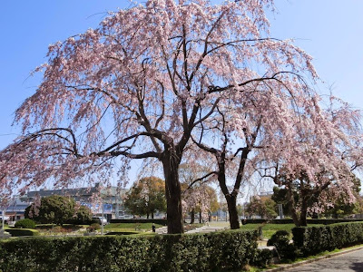  山下公園の枝垂れ桜