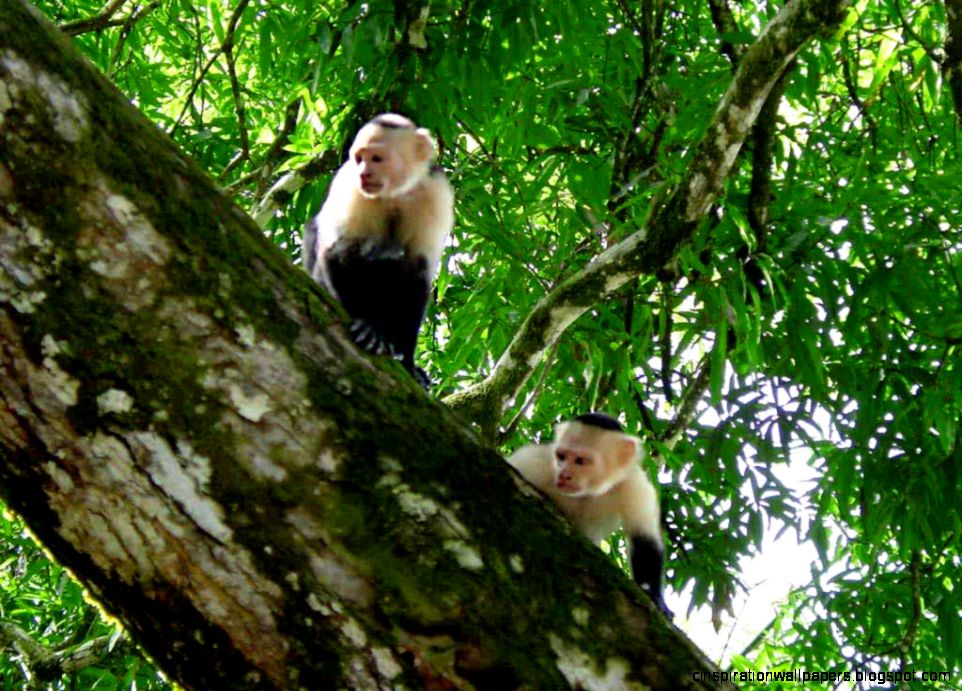 Capuchin Monkey
