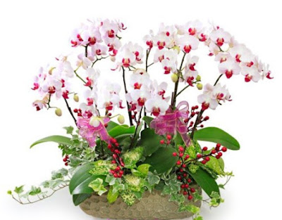 30 bó hoa sinh nhật đẹp tặng bạn Ý NGHĨA 1