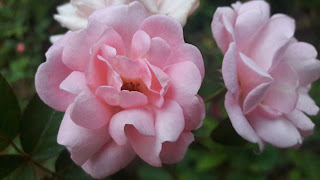 Pink Rose double