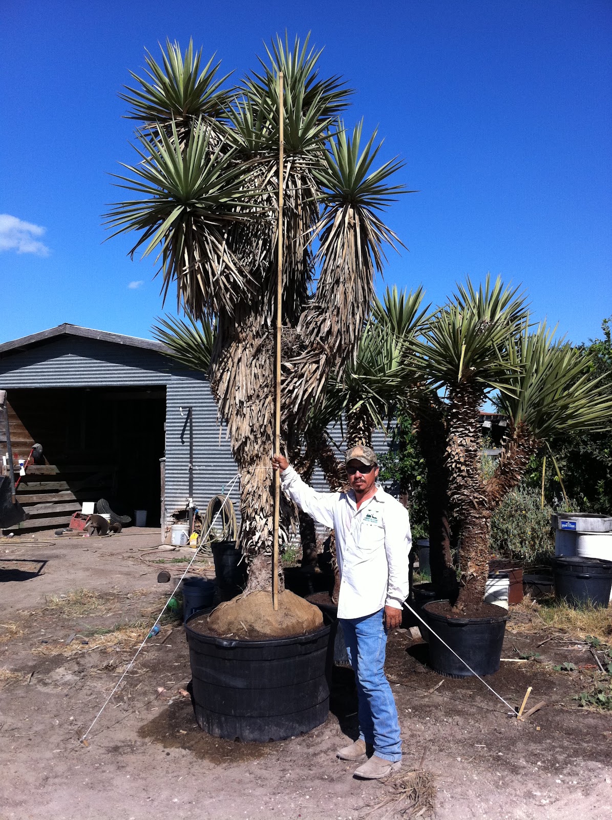 Cultivating Paradise Plant Trends