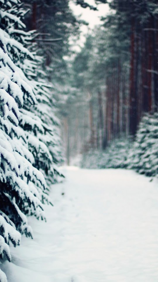 Winter Forest Path  Galaxy Note HD Wallpaper