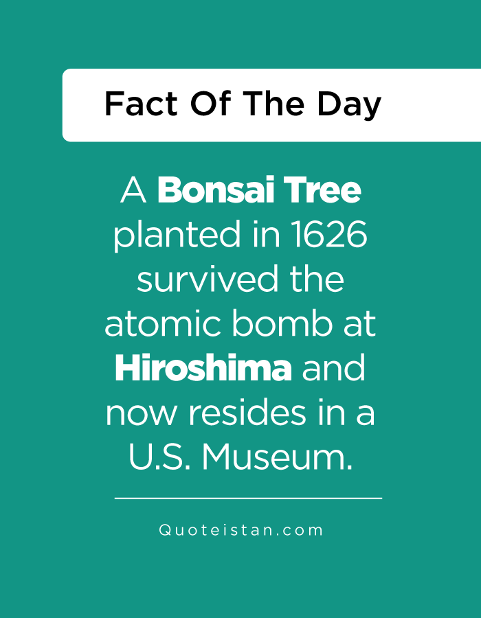 A Bonsai Tree planted in 1626 survived the atomic bomb at Hiroshima and now resides in a U.S. Museum.